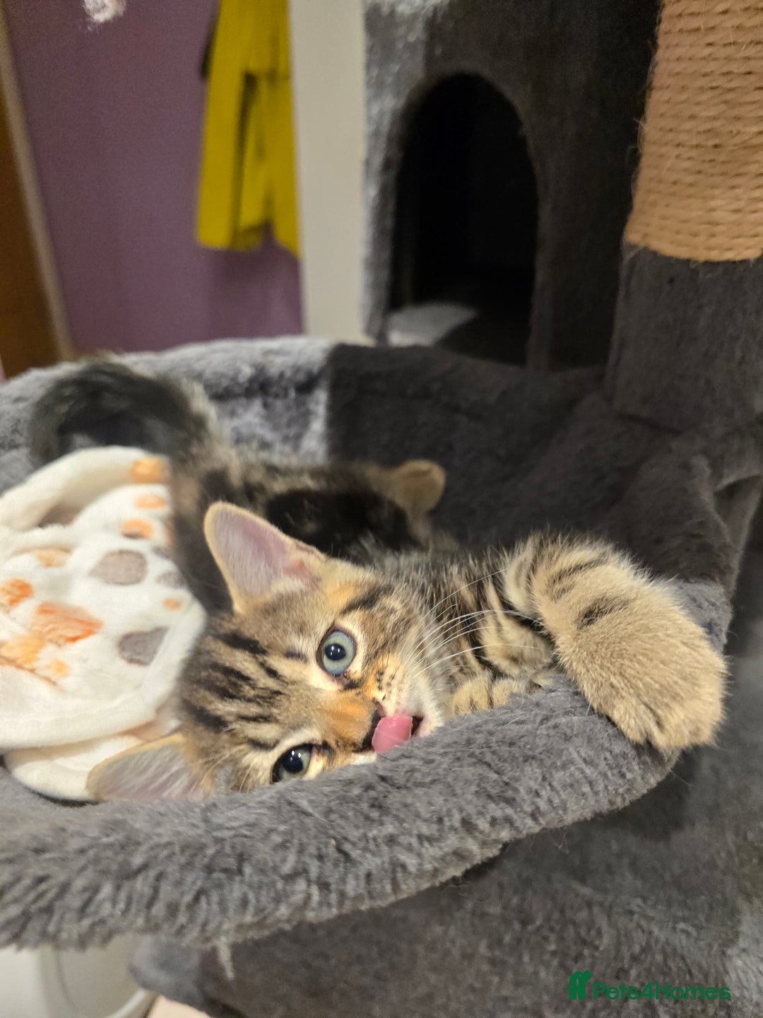 Domestic Shorthair cats for sale: Tabby Cuddly kittens- microchip+1st vaccination  - Image 11