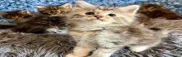 Maine Coon cats for sale: Pure Maine Coon Kittens - Advert 19