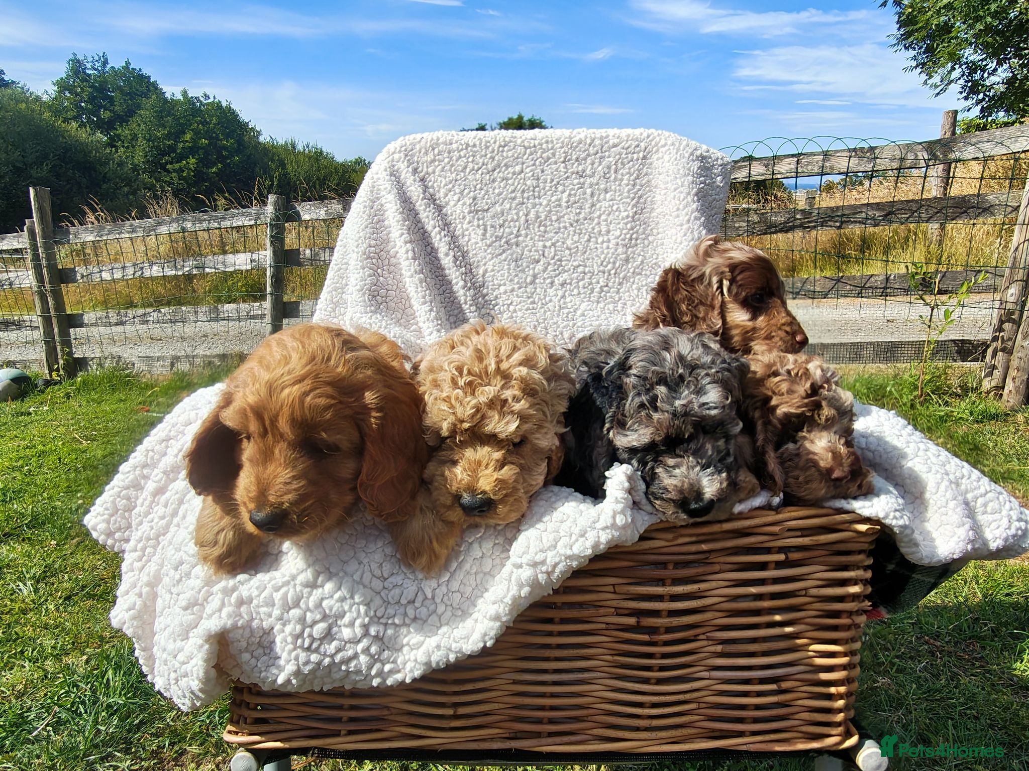 Cockapoo dogs  Loving cockapoos **ready for there forever home** - Advert 5