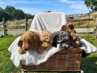 Cockapoo dogs Loving cockapoos **ready for there forever home** - Advert 5