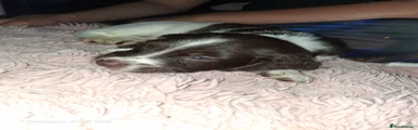 Cockapoo 1