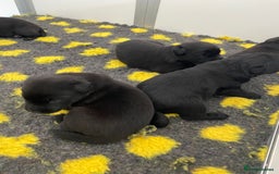 Labrador Retriever dogs for sale: Black Labrador puppies  - Image 9