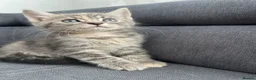 Mixed Breed cats for sale: 4 beautiful kittens  - Advert 7