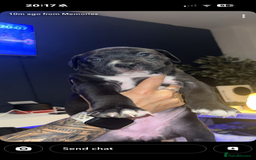 Mixed Breed dogs for sale: Beautiful 8 week old pups  - Advert 3