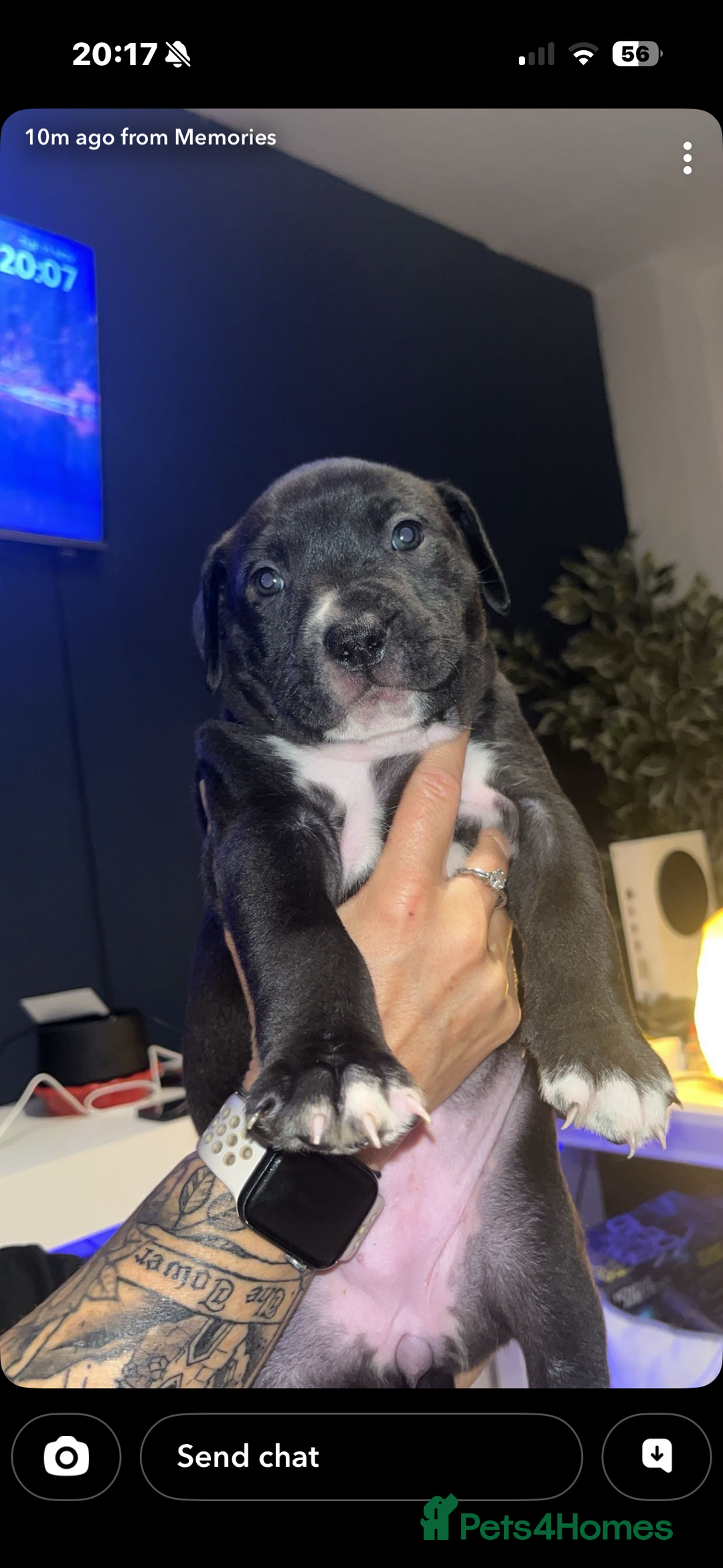Mixed Breed dogs for sale: Beautiful 8 week old pups  - Advert 3