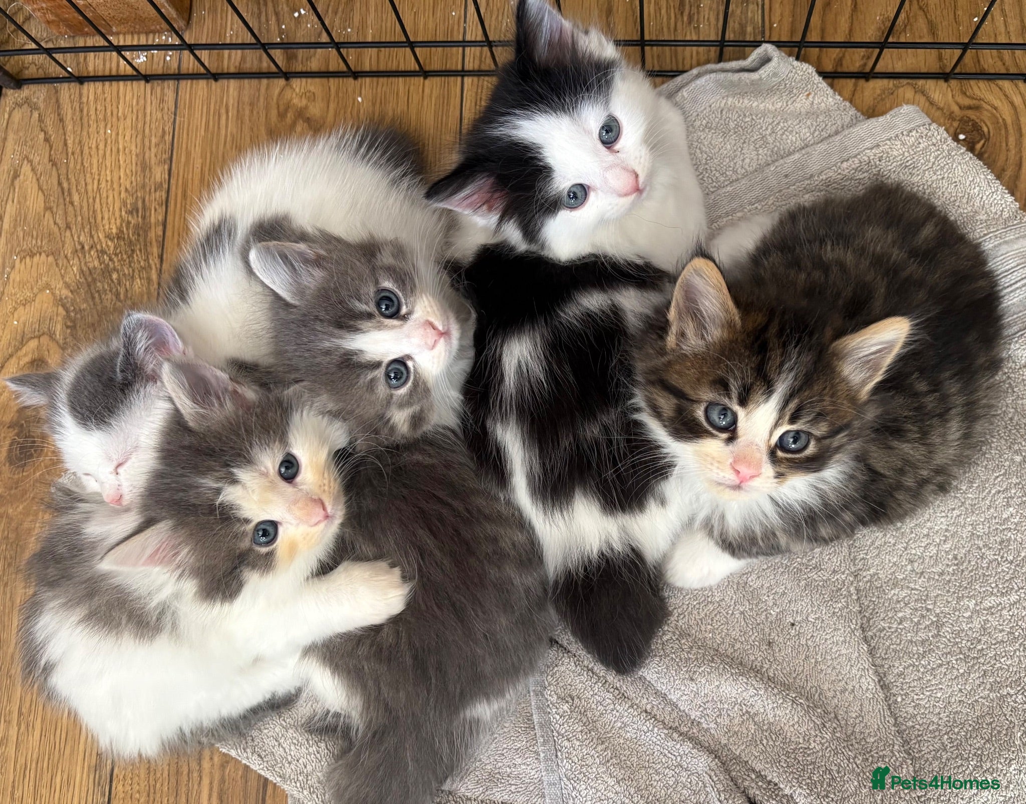 Persian cats Beautiful Persian Kittens Ready for Forever Homes - Advert 1