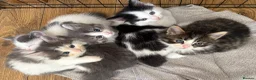Persian cats for sale: Beautiful Persian Kittens Ready for Forever Homes - Advert 1