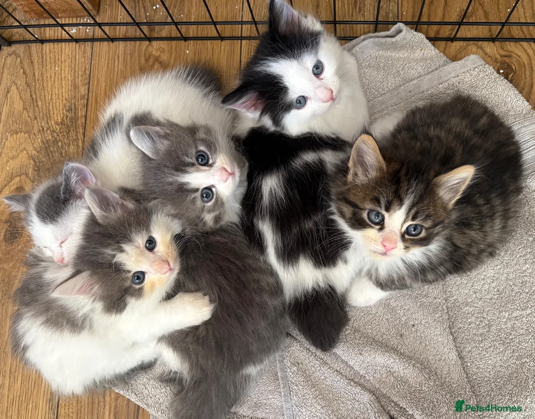 Persian cats for sale: Beautiful Persian Kittens Ready for Forever Homes - Advert 1