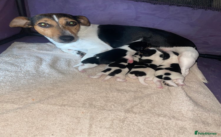 Jack Russell dogs - Advert 2
