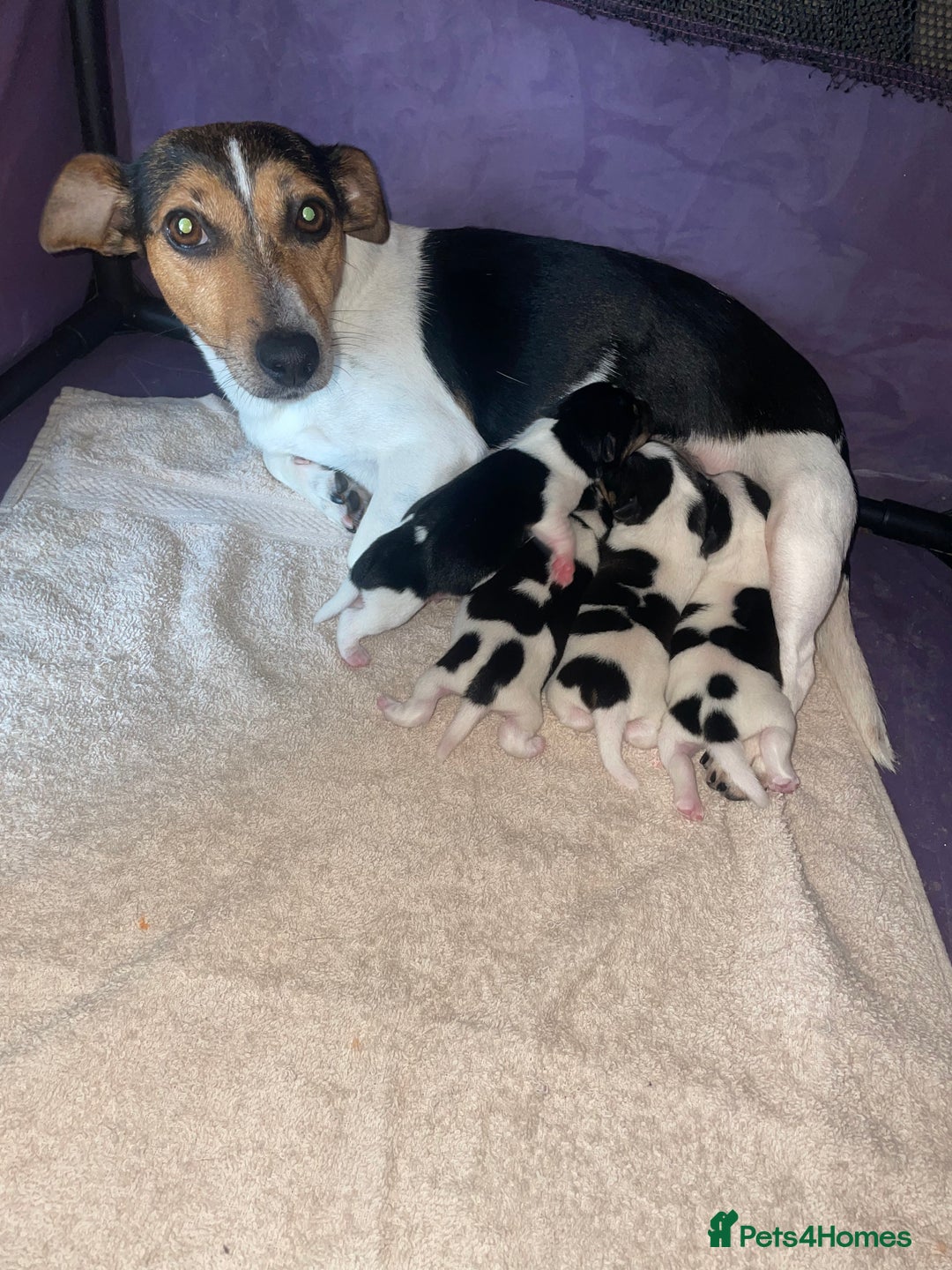 Jack Russell dogs for sale: Jack Russel puppys  - Image 1