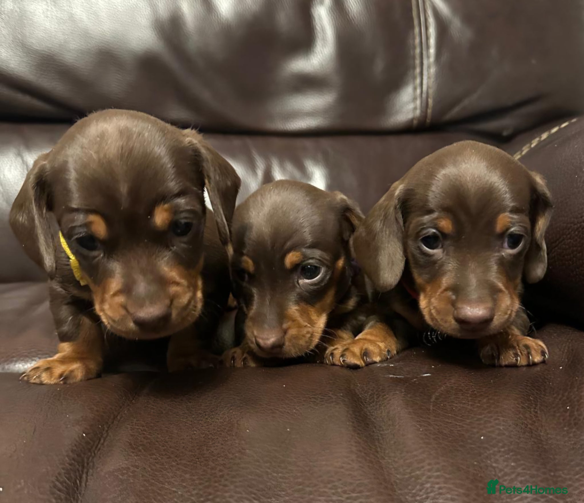 Miniature Dachshund dogs Beautiful chocolate & tan miniature dachshunds - Advert 16