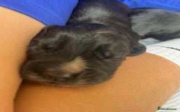 Cocker Spaniel dogs for sale: Beautiful Working Cocker Spaniel Puppies for Sale - Image 19