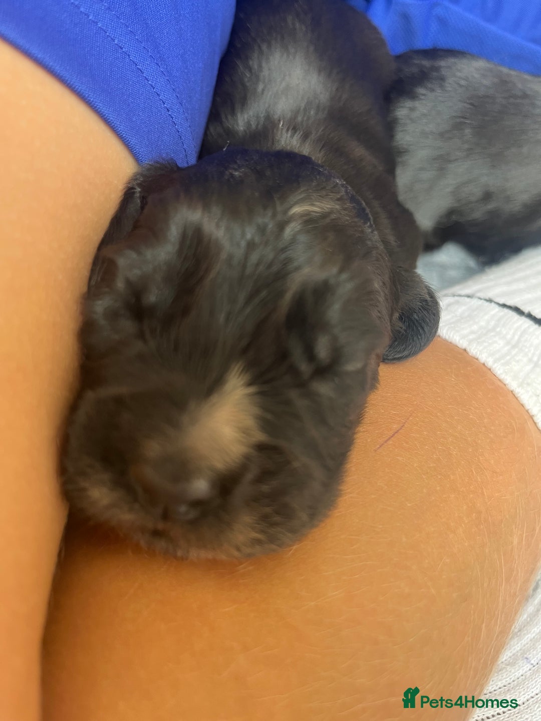 Cocker Spaniel dogs for sale: Beautiful Working Cocker Spaniel Puppies for Sale - Image 19