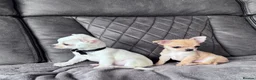 Chihuahua dogs for sale: gorgeous puppies in hull - Advert 8