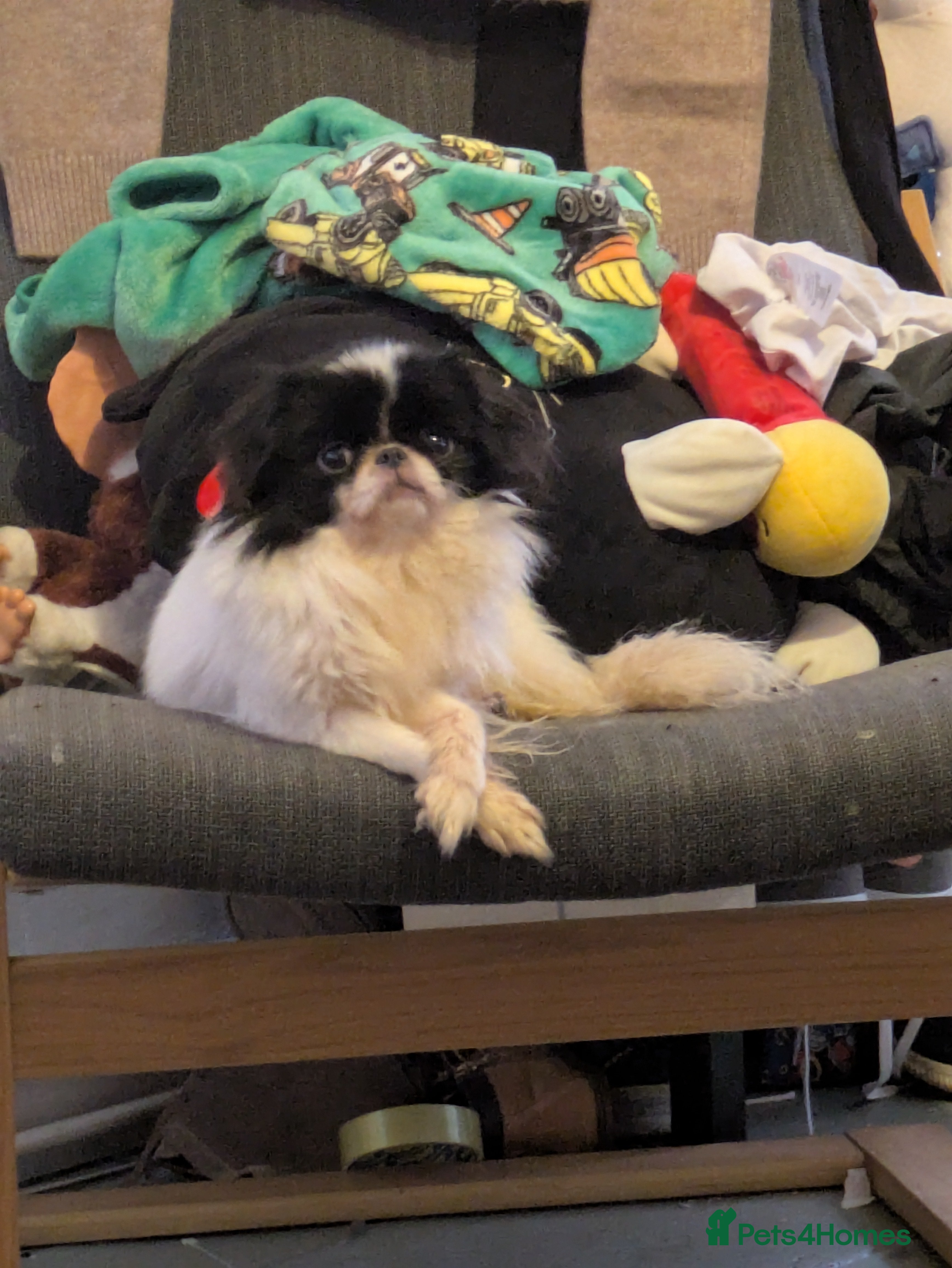 Japanese Chin dogs Japanese chin female  - Advert 10