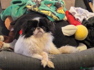 Japanese Chin dogs Japanese chin female - Advert 1