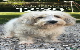 Basset Griffon Vendeen dogs for sale: Griffon petit basset Vendeen tricolor  - Image 8