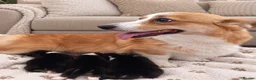 Welsh Corgi Pembroke dogs for sale: Welsh Pembroke corgi - Advert 17