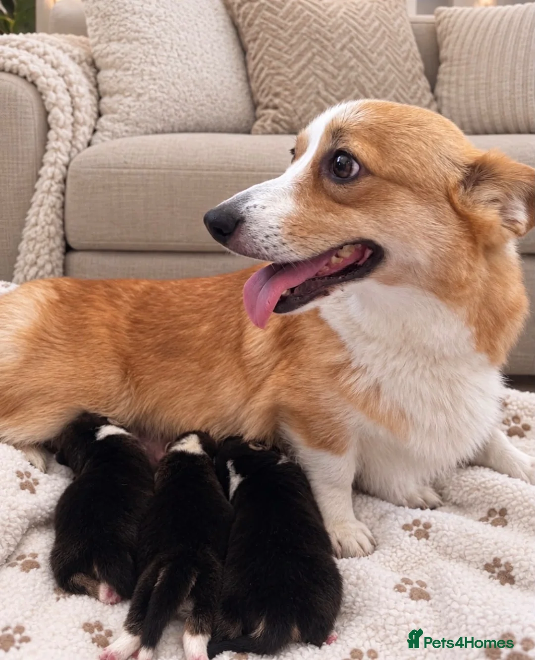 Welsh Corgi Pembroke dogs for sale: Welsh Pembroke corgi - Advert 17
