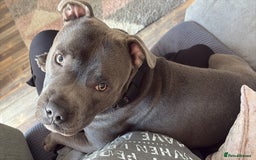 Staffordshire Bull Terrier dogs for sale: 9 month old koda  - Image 1