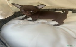 Chihuahua dogs for sale: Beautiful chocolate Chihuahua boys - Image 5