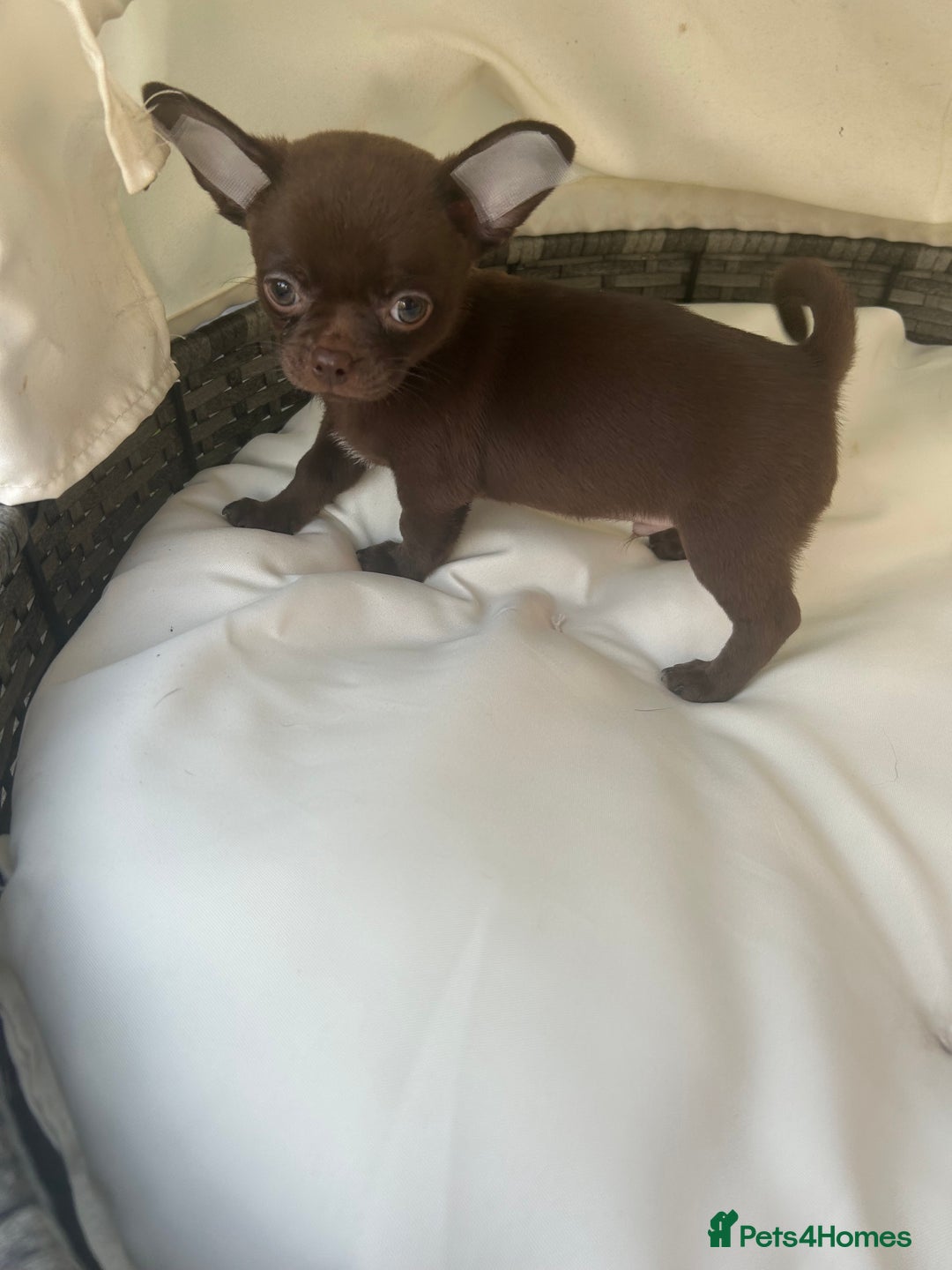 Chihuahua dogs for sale: Beautiful chocolate Chihuahua boys - Image 5