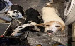 Mixed Breed dogs for adoption: Bonny - beautiful Griffon for adoption - Image 10