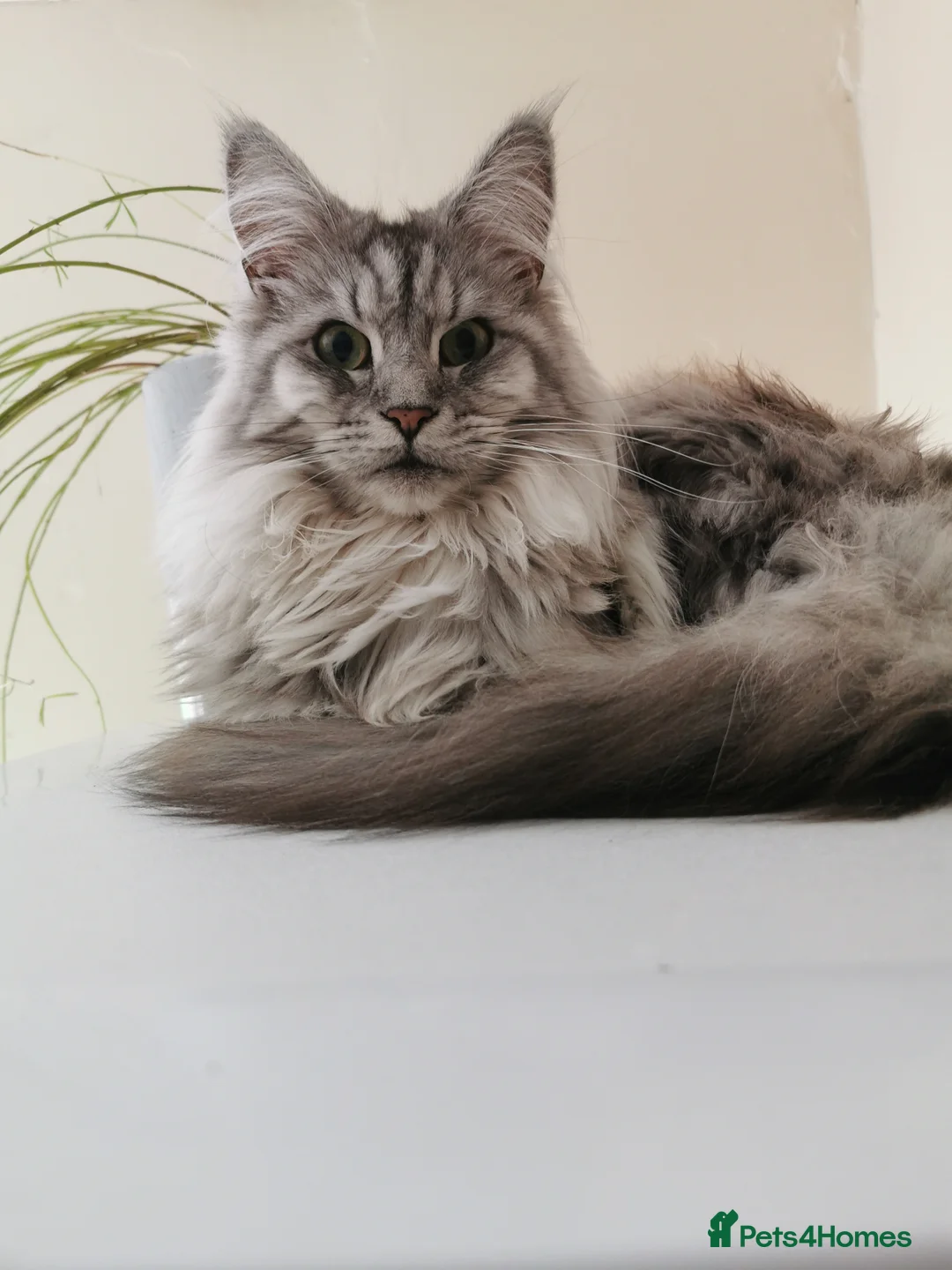 Maine Coon cats for sale: Full pedigree Maine Coon kittens - Advert 25
