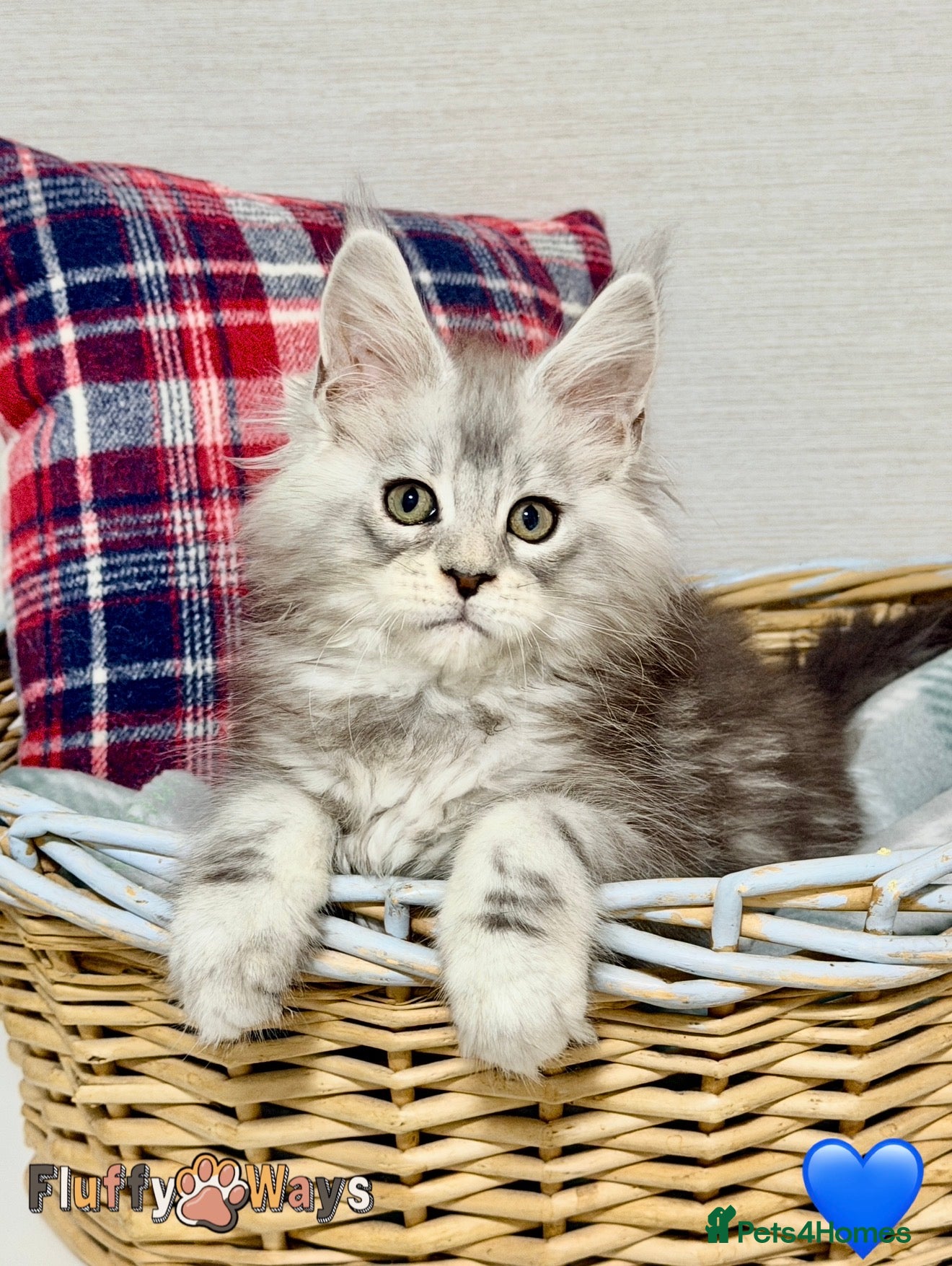 Maine Coon cats 🐾💠 *TICA REG* SILVER MAINE COON KITTENS 💠🐾 - Advert 12