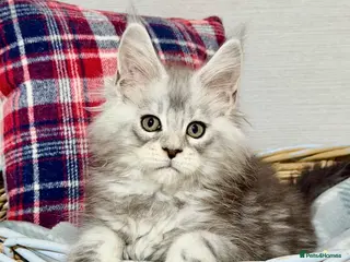Maine Coon cats 🐾💠 *TICA REG* SILVER MAINE COON KITTENS 💠🐾 - Advert 6