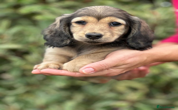Miniature Dachshund dogs - Advert 3