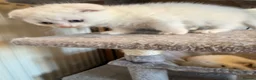 Scottish Fold cats for sale: Gorgeous Scottish Fold & Straight Kittens  in Ayr - Advert 33