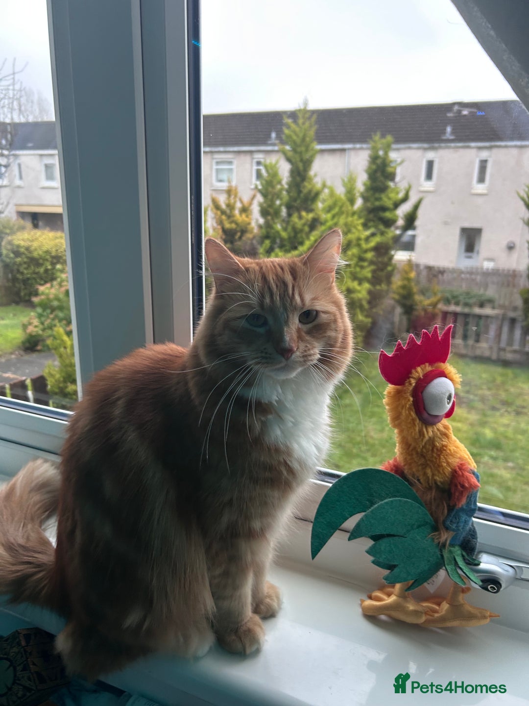 Mixed Breed cats for sale: Beautiful boy looking for a loving forever home - Advert 3