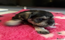 Miniature Schnauzer dogs for sale: KC MAC BVA MIniature Schnauzer puppies  - Image 13