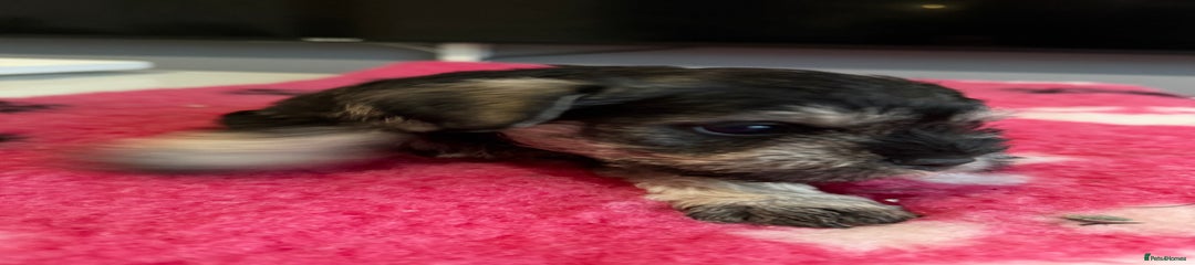 Miniature Schnauzer Puppy 4