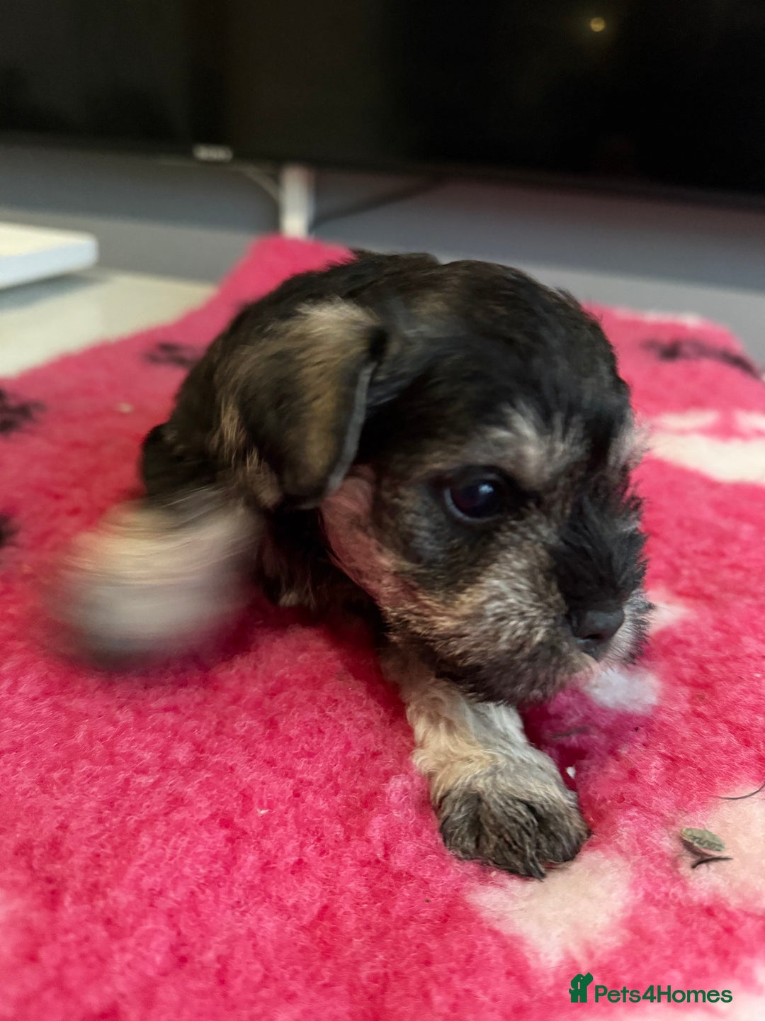 Miniature Schnauzer dogs for sale: KC MAC BVA MIniature Schnauzer puppies  - Image 13