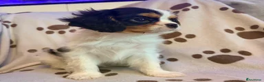 Cavalier King Charles Spaniel Puppy 2
