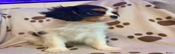 Cavalier King Charles Spaniel dogs for sale: beautiful male cavalier king charles spaniel pups - Advert 8