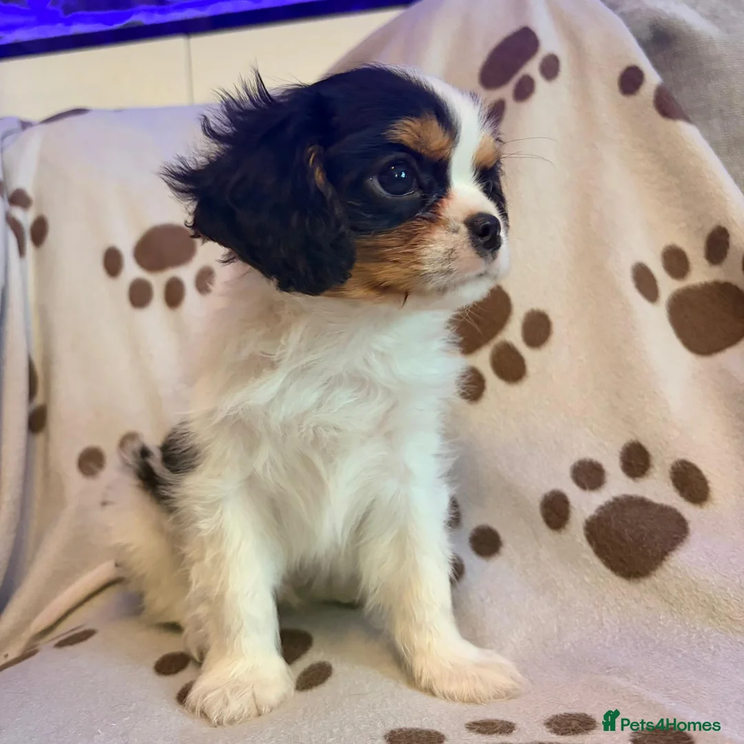 Cavalier King Charles Spaniel dogs for sale: beautiful male cavalier king charles spaniel pups - Advert 8