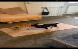 Mixed Breed dogs for sale: Chihuahua puppies  - Image 9