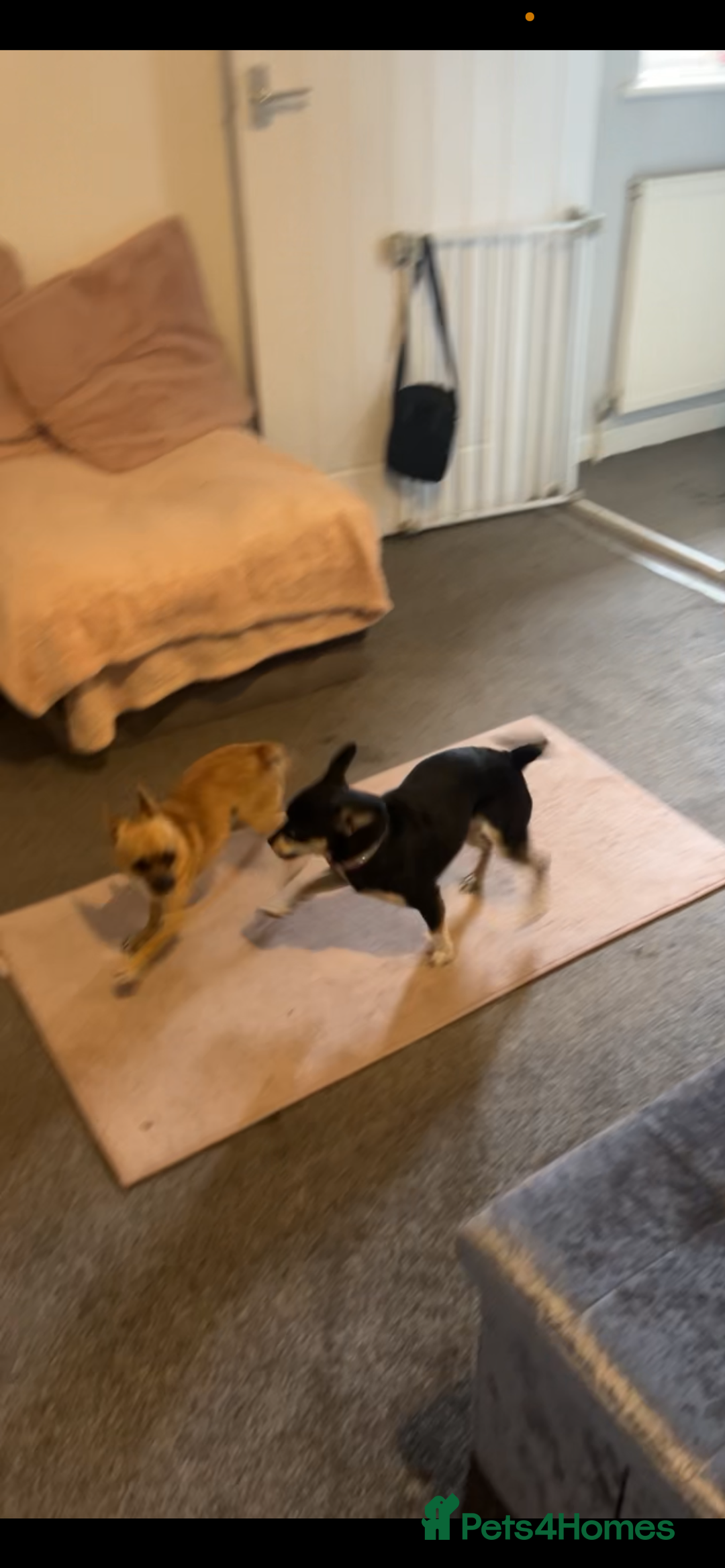 Mixed Breed dogs for sale: Chihuahua puppies  - Image 9