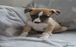 Whippet dogs for sale: Quality whippet pups from top show lines - Advert 5