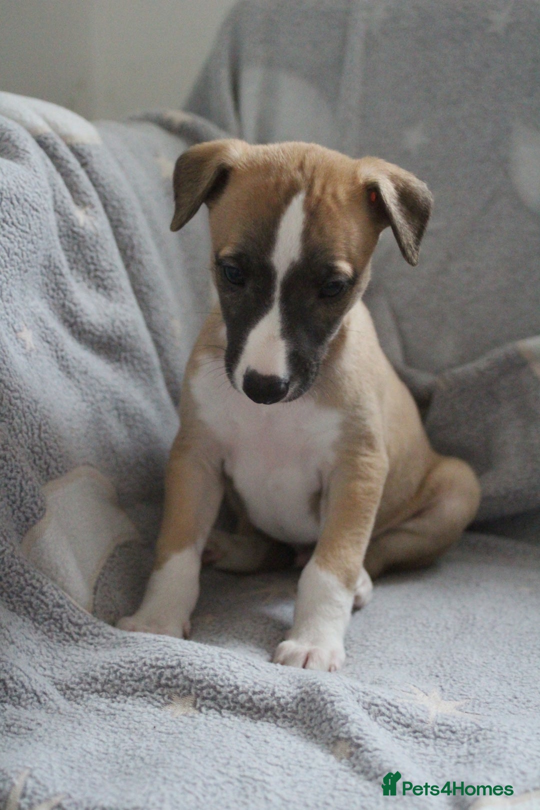 Whippet dogs for sale: Quality whippet pups from top show lines - Advert 5