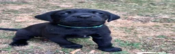 Labrador Retriever dogs for sale: Beautiful natured working Labradors  - Advert 18