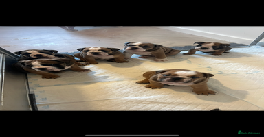 English Bulldog dogs - Advert 5