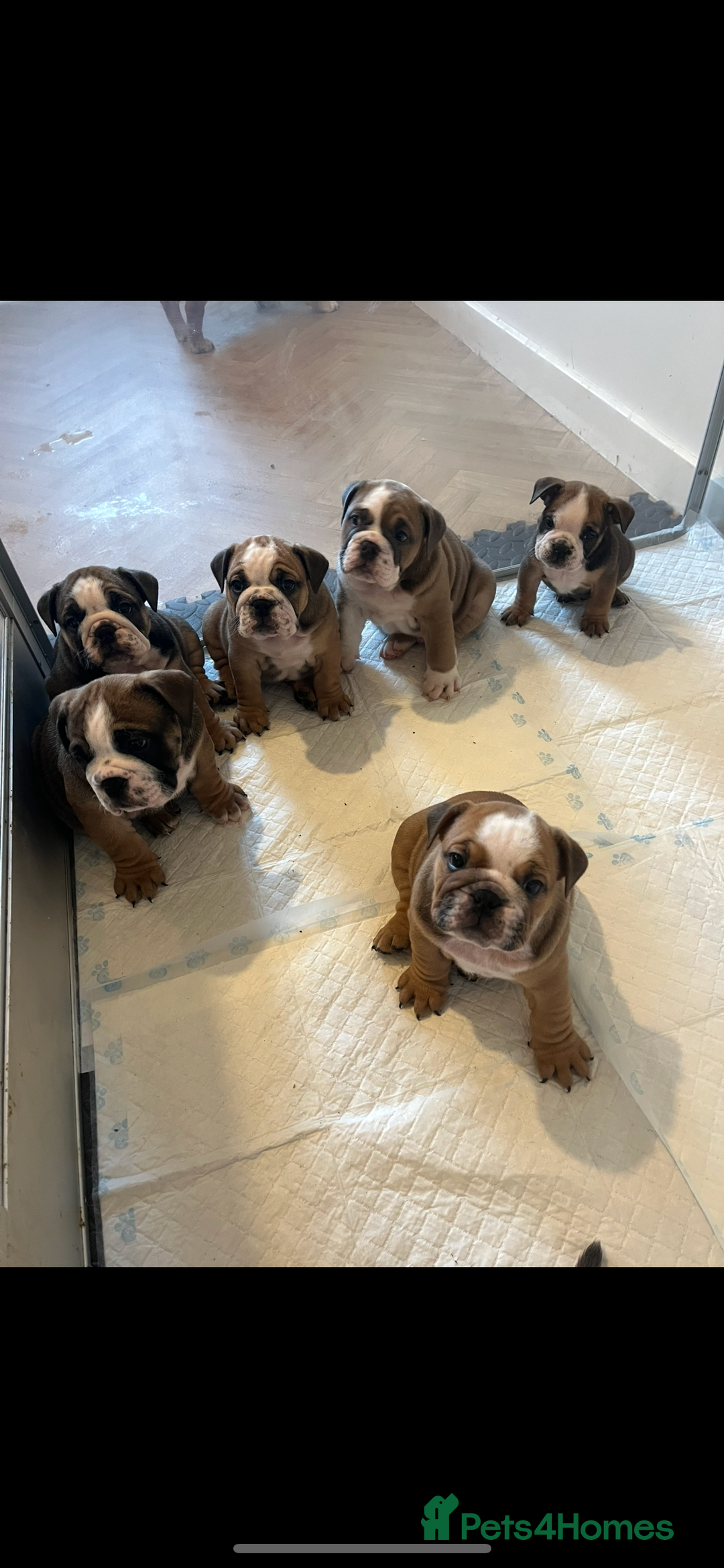 English Bulldog dogs for sale: English bulldog pups for sale  - Image 2