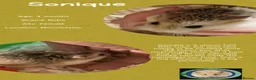 Hamster rodents for sale: Hamsters for adoption  - Advert 3