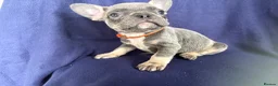 French Bulldog dogs for sale: 5 French bulldog pups - Advert 9