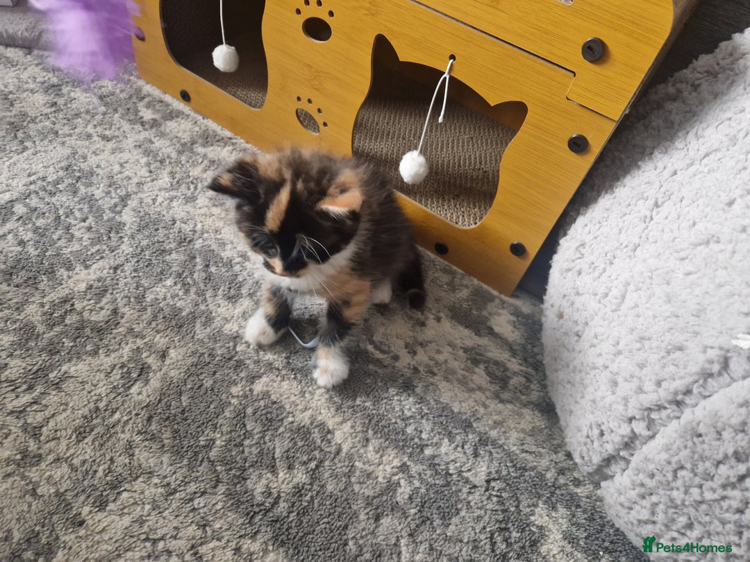 Mixed Breed cats for sale: 5 beautiful kittens 4 female 1 male - Image 22