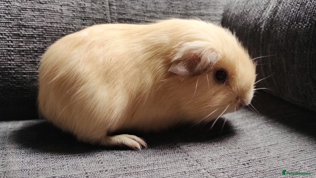 Guinea Pig rodents for sale: Cute pair boy guinea pigs  - Image 5